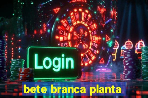 bete branca planta