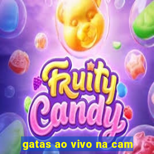 gatas ao vivo na cam